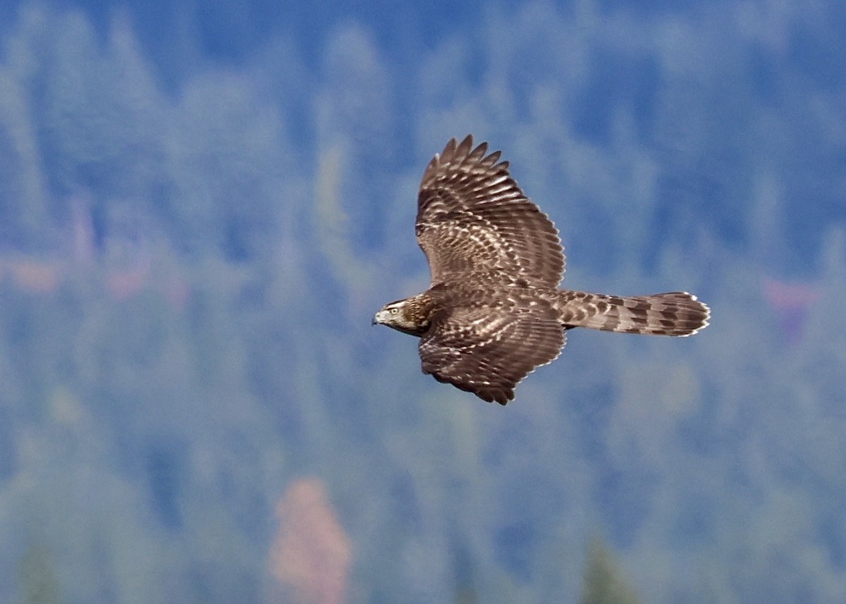 American Goshawk - ML641720553