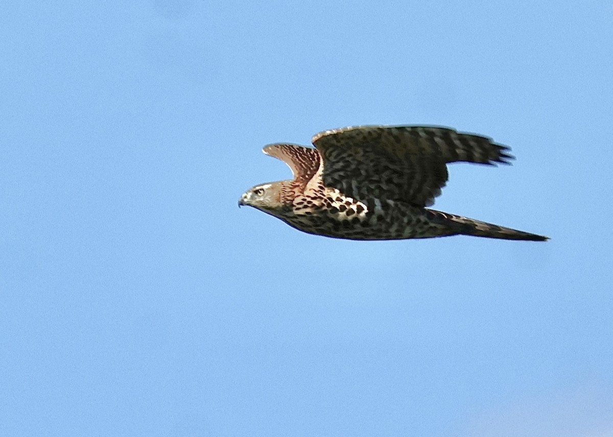 American Goshawk - ML641720554