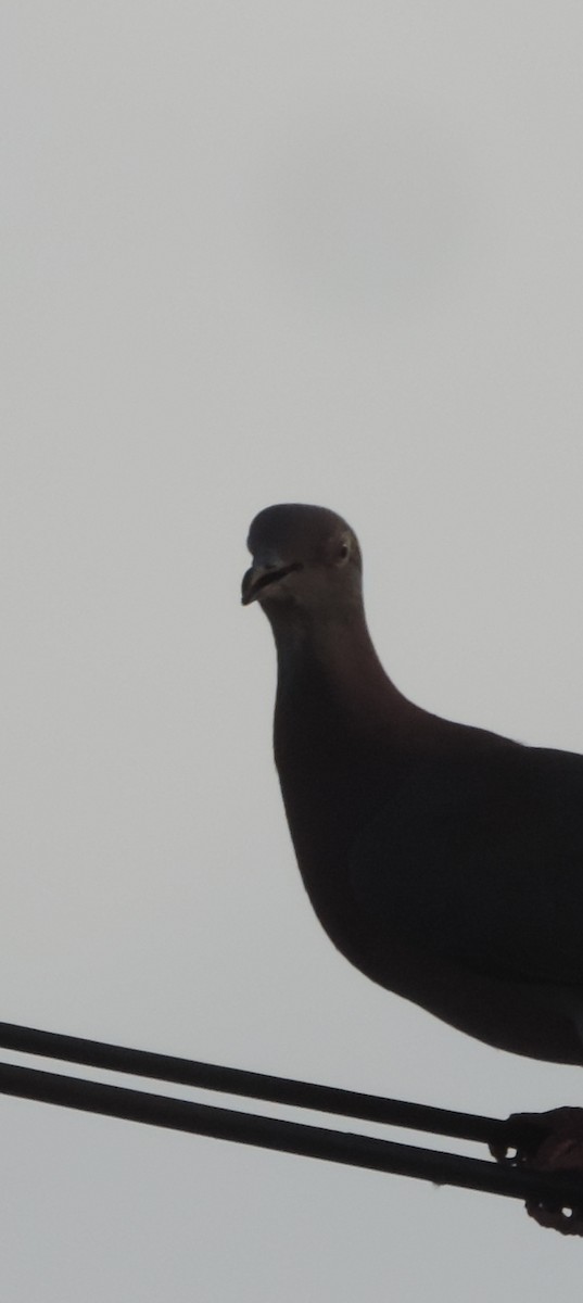 Pale-vented Pigeon - ML641720579