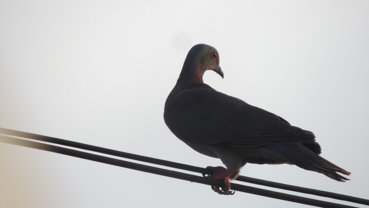 Pale-vented Pigeon - ML641720580