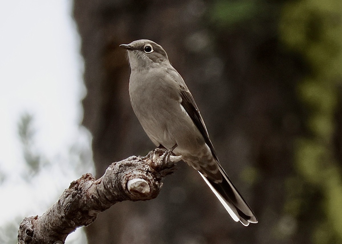 Townsend's Solitaire - ML641720620
