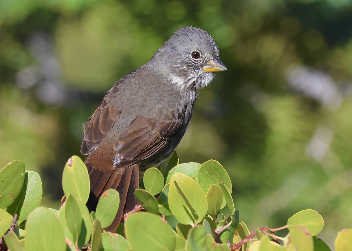 Fox Sparrow (Thick-billed) - ML641720626