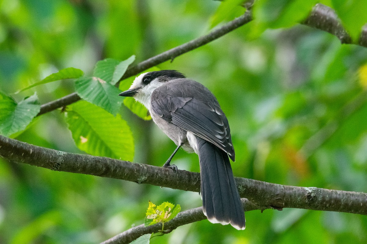 Canada Jay - ML641720639