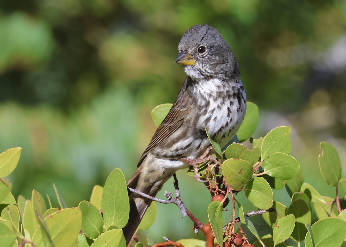 Fox Sparrow (Thick-billed) - ML641720646