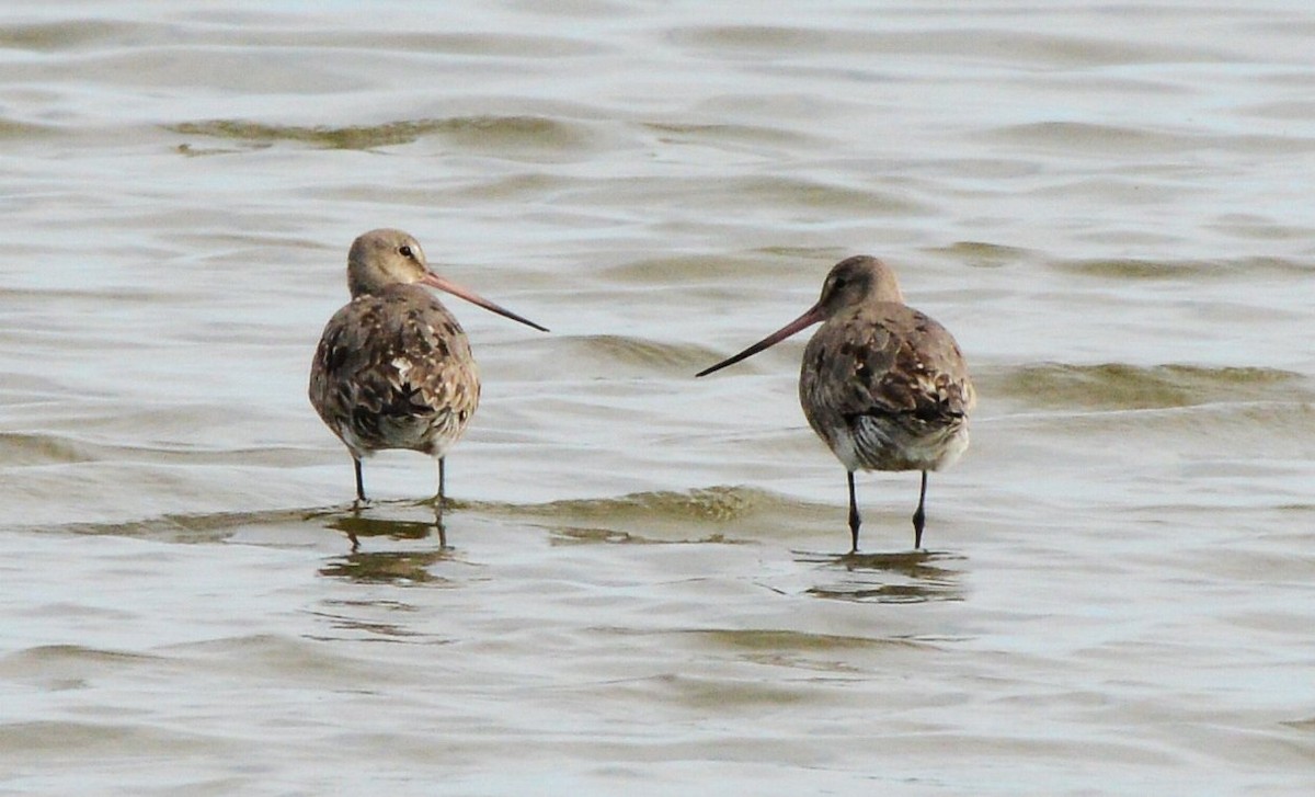 Hudsonian Godwit - ML641720654