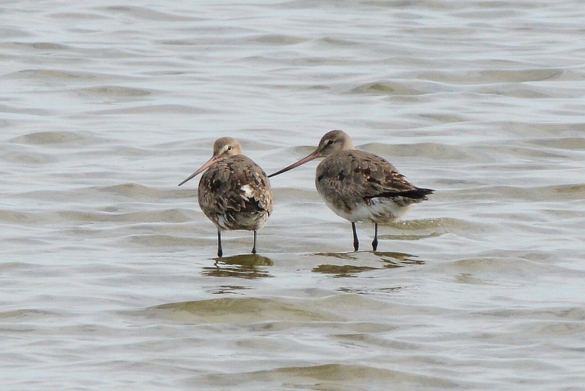 Hudsonian Godwit - ML641720655