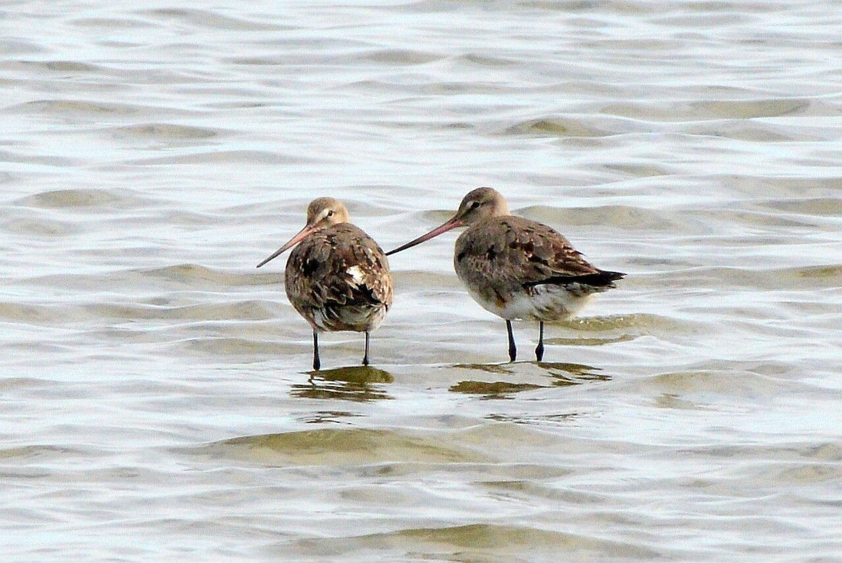 Hudsonian Godwit - ML641720656