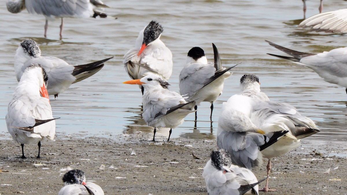 Royal Tern - ML641720672