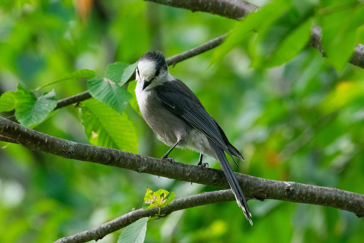Canada Jay - ML641720674