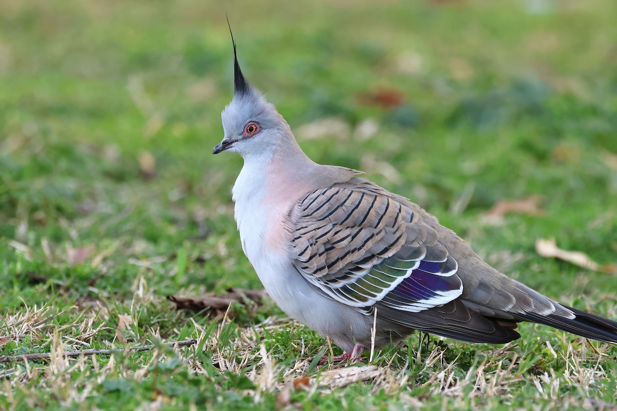 Crested Pigeon - ML641720792