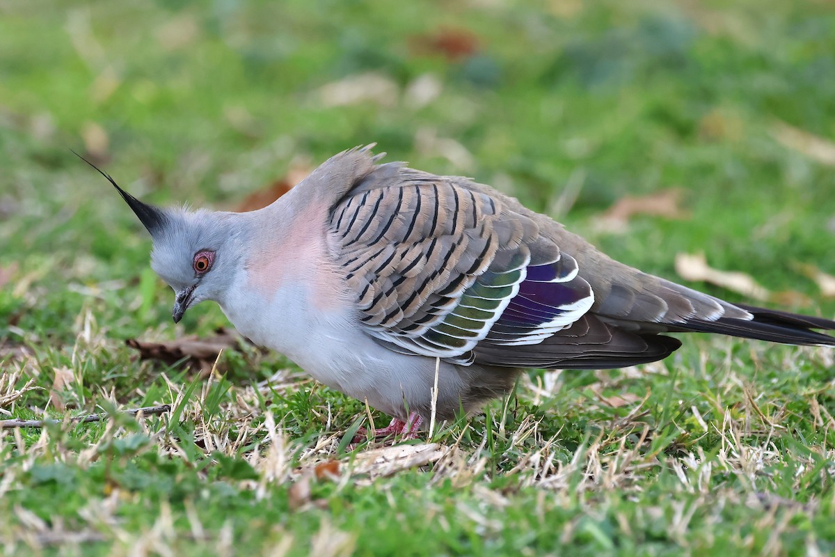 Crested Pigeon - ML641720793