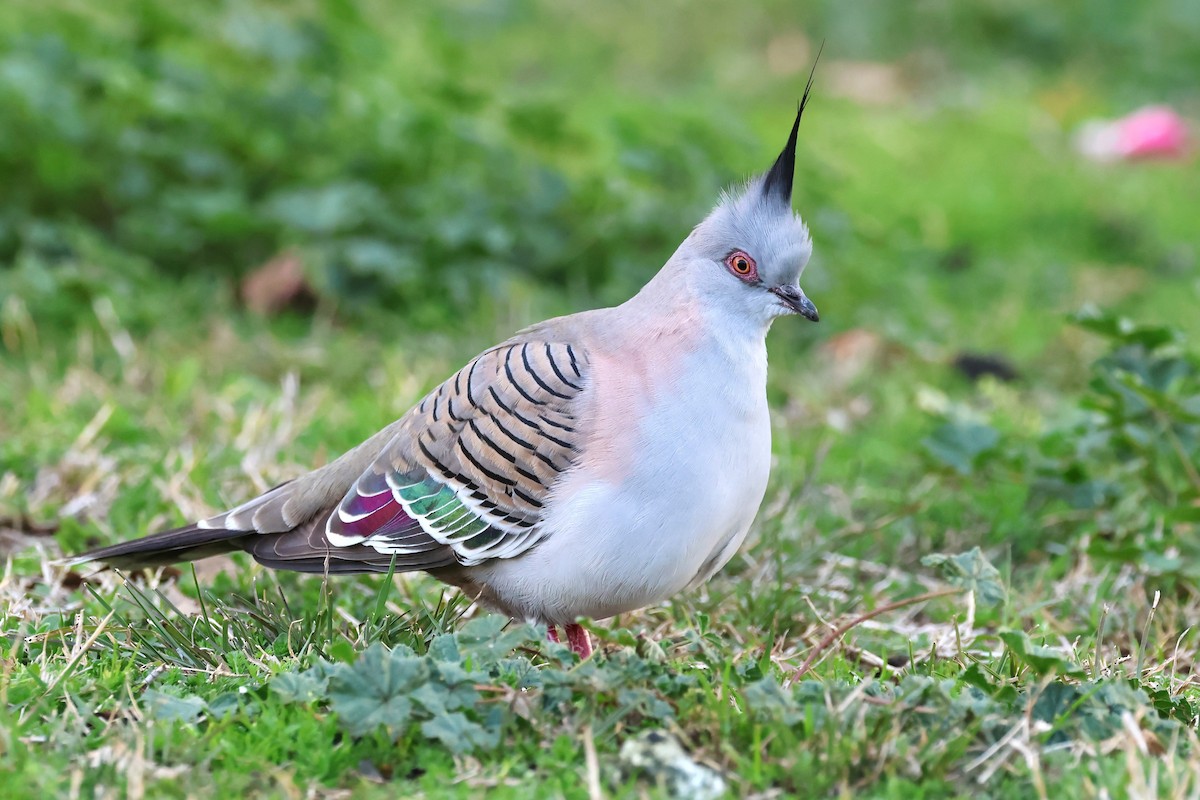 Crested Pigeon - ML641720794