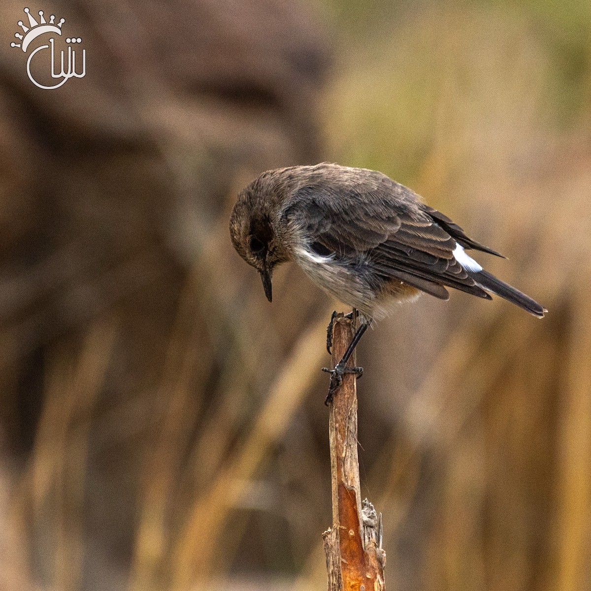 Arabian Wheatear - ML641720819