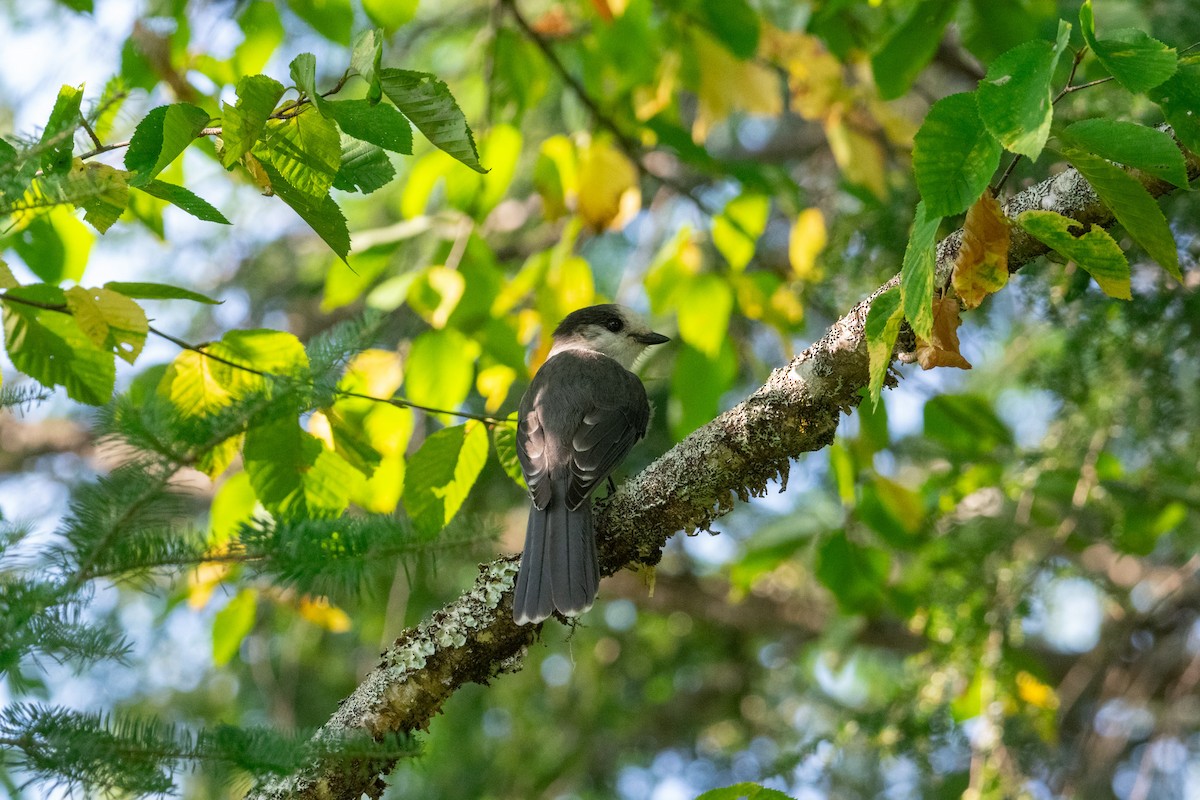 Canada Jay - ML641720823