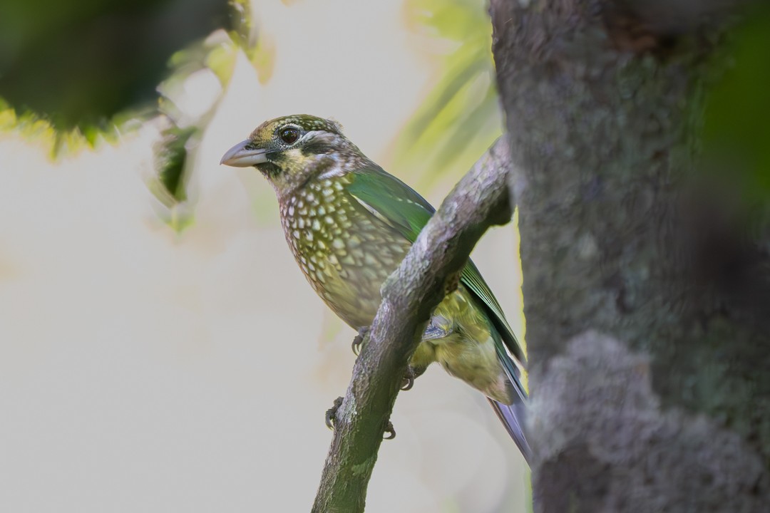 Spotted Catbird - ML641720825