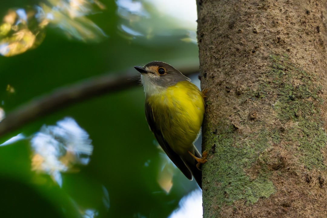 Pale-yellow Robin - ML641720852
