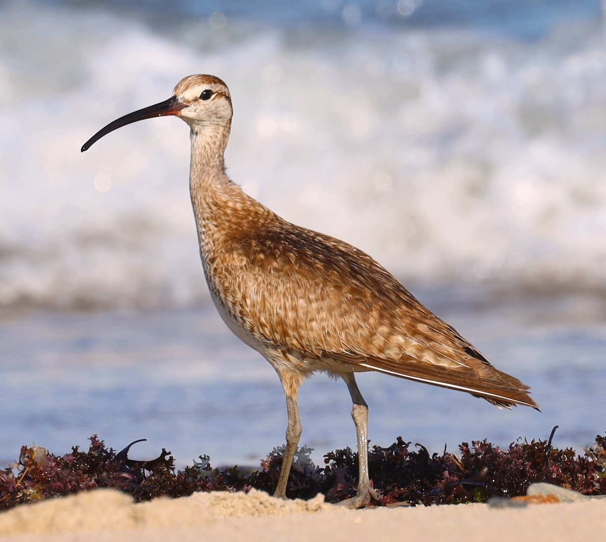 Regenbrachvogel - ML641720900