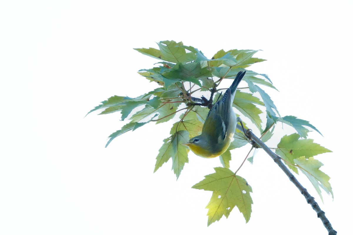Northern Parula - ML641720904