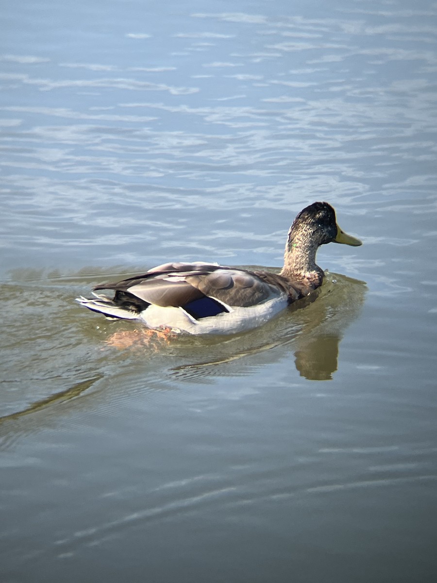 Mallard - ML641720907