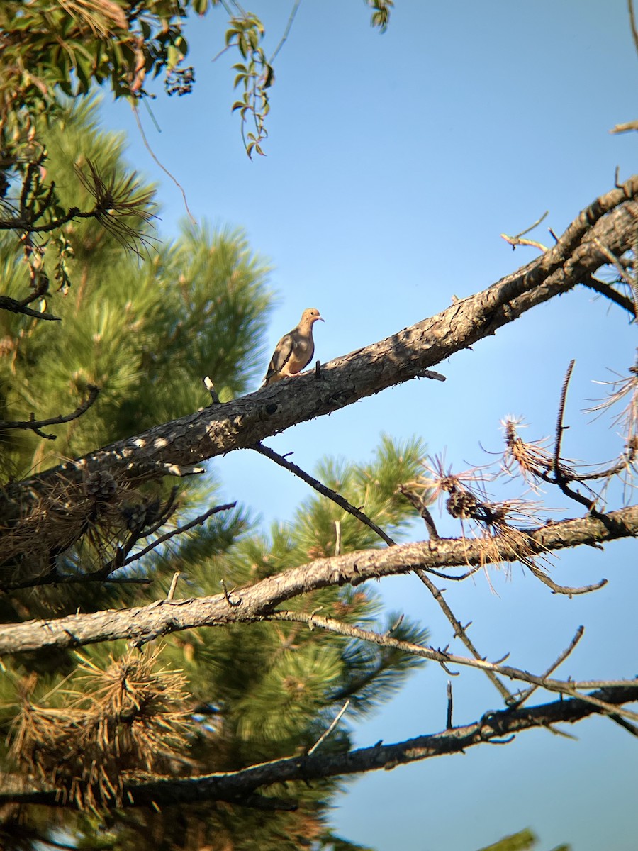 Mourning Dove - ML641720911