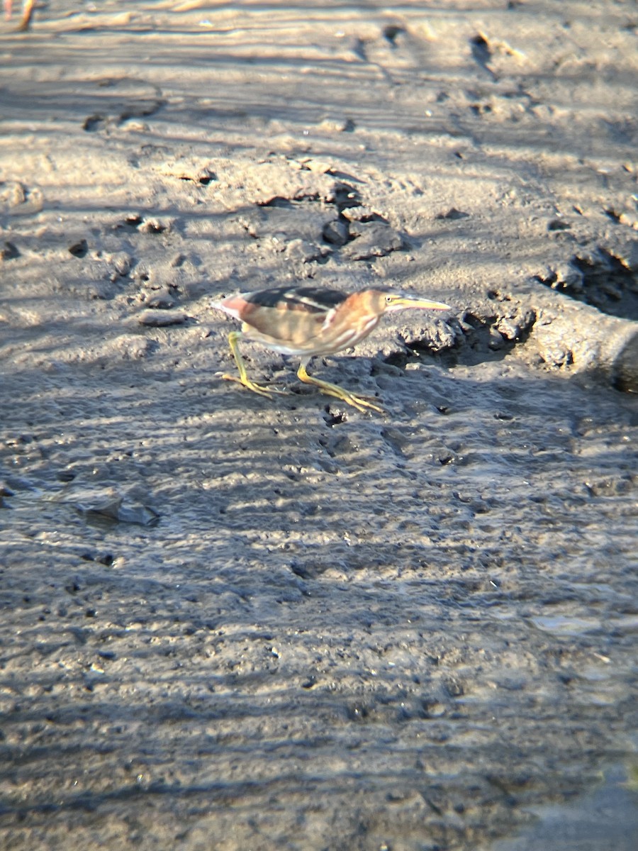 Least Bittern - ML641720916