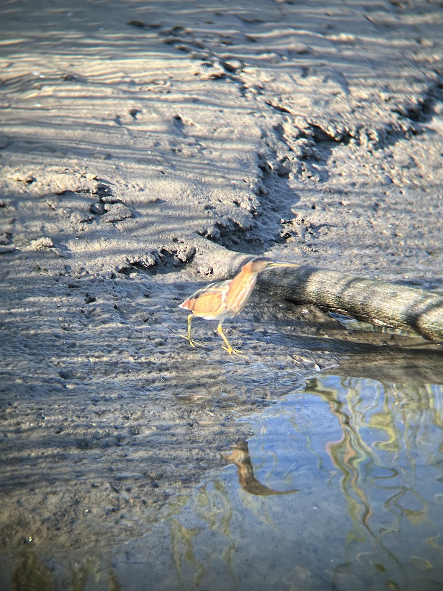 Least Bittern - ML641720917