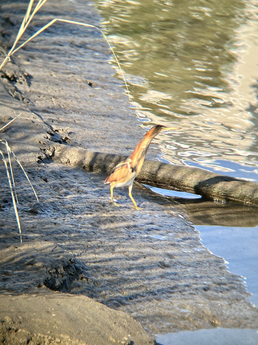 Least Bittern - ML641720918
