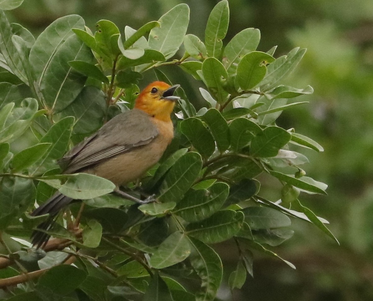 Orange-headed Tanager - ML641720920