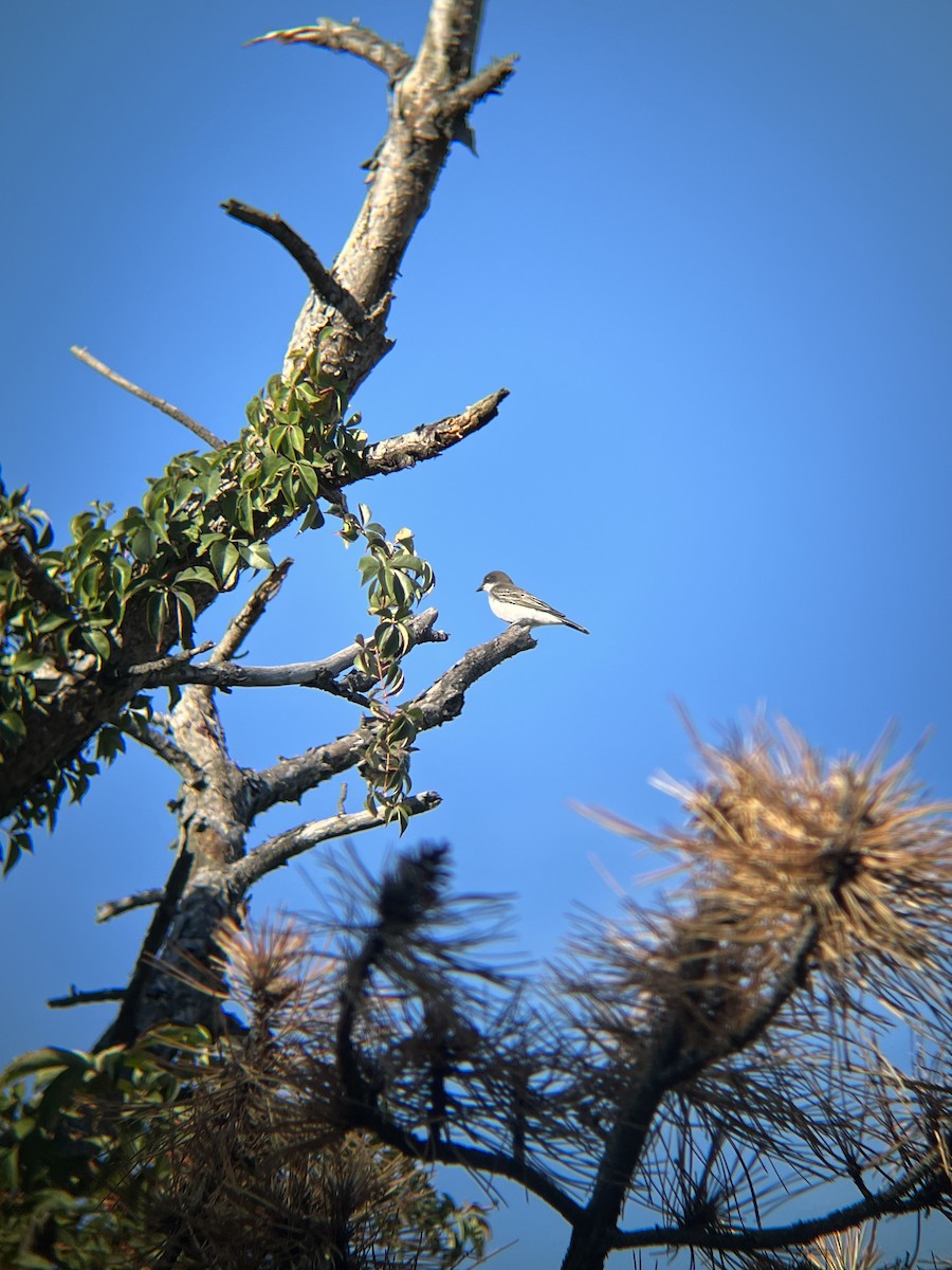 Eastern Kingbird - ML641720938