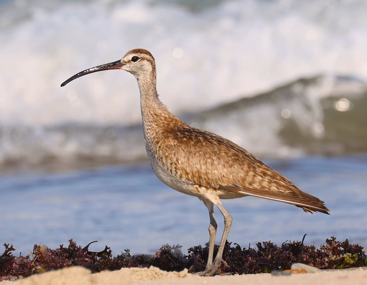 Regenbrachvogel - ML641720943
