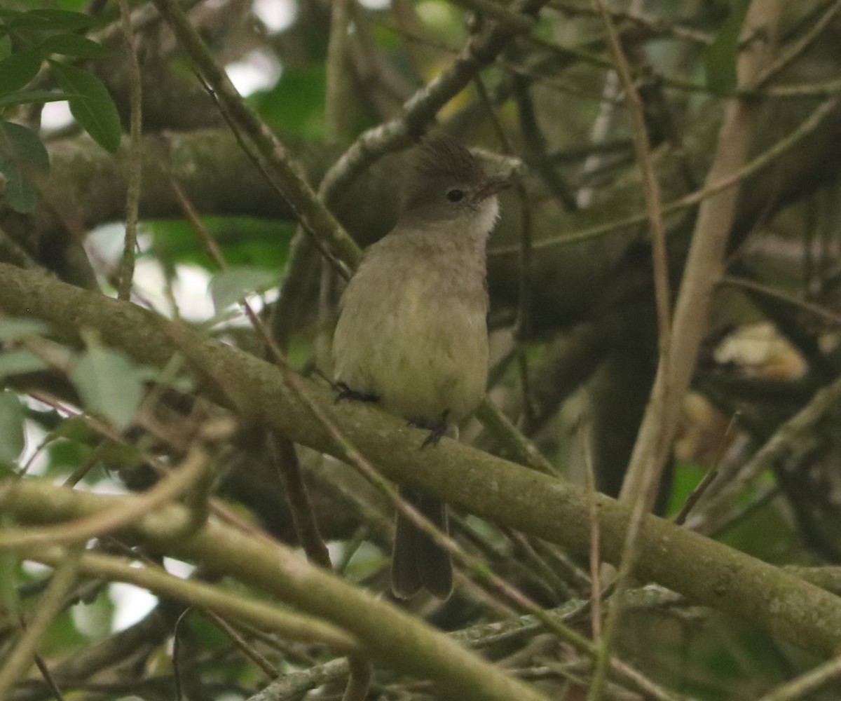 Yellow-bellied Elaenia - ML641720973