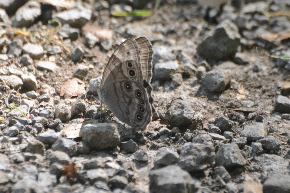 Northern Pearly-eye - ML641721025