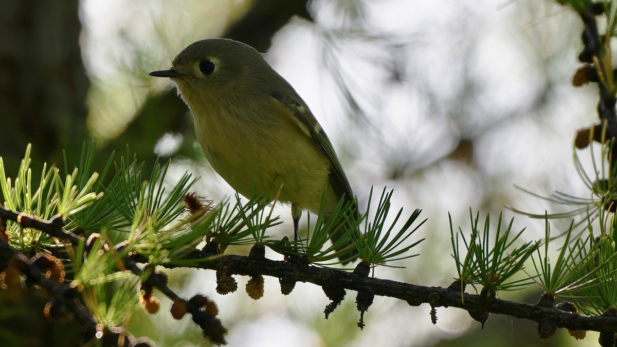 Ruby-crowned Kinglet - ML641721032