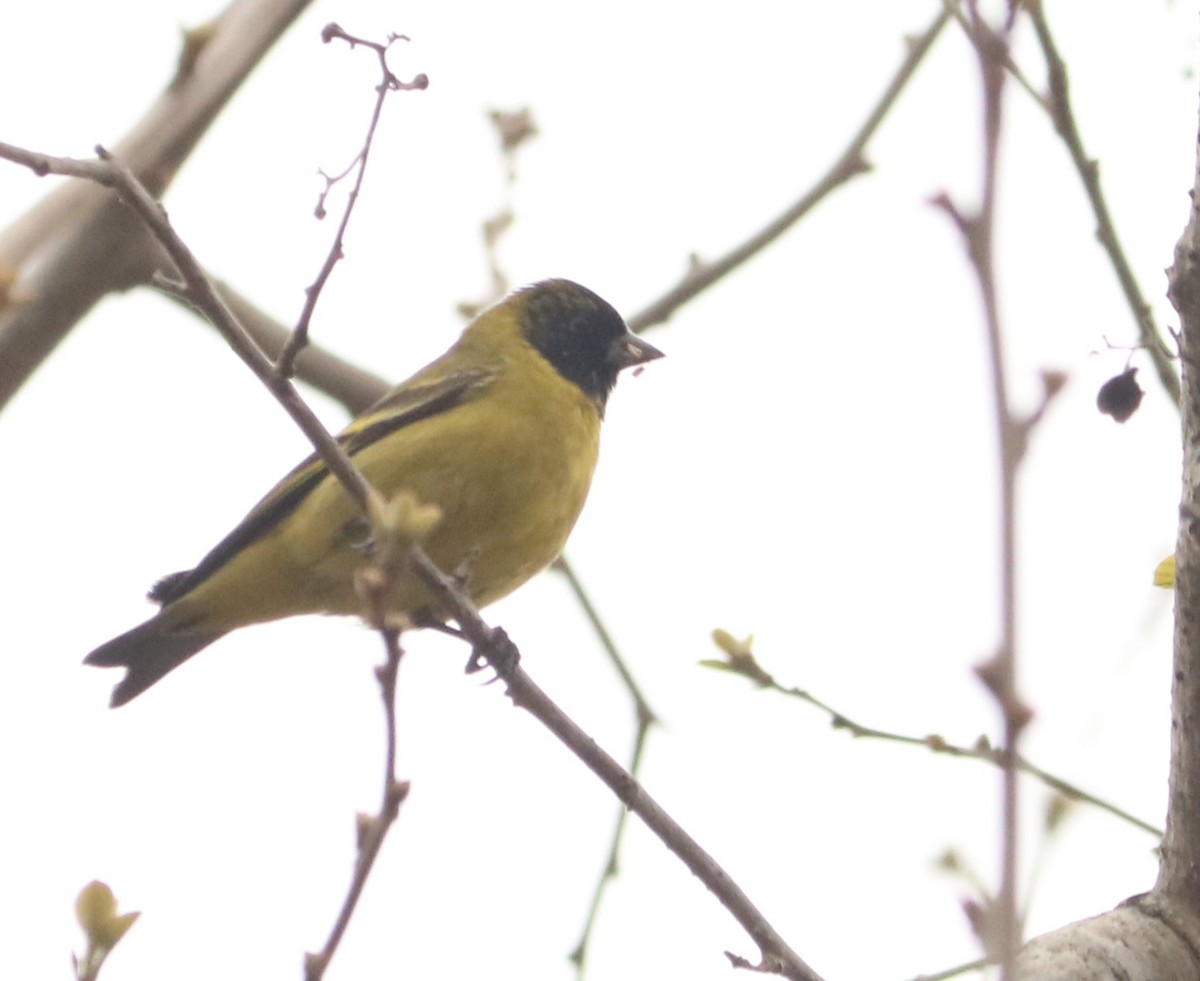 Hooded Siskin - ML641721047