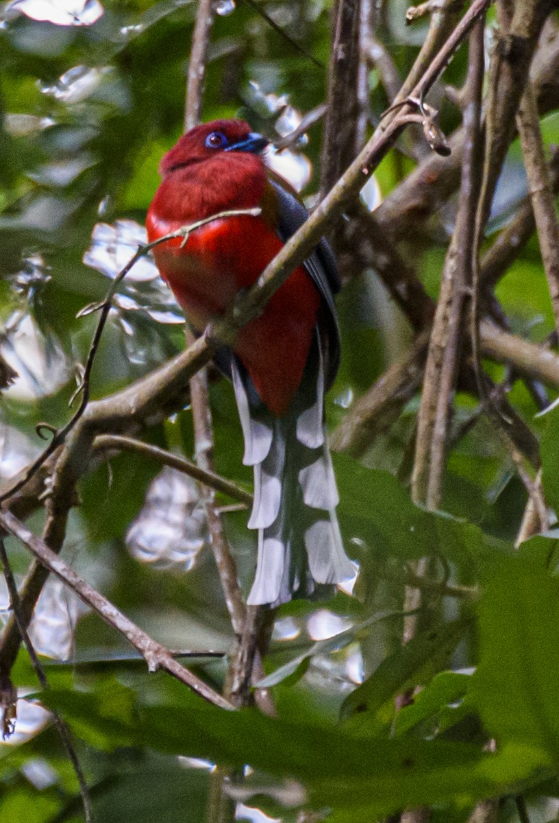 Red-headed Trogon - ML641721054