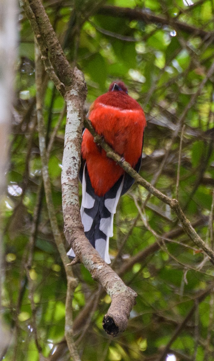 Red-headed Trogon - ML641721055