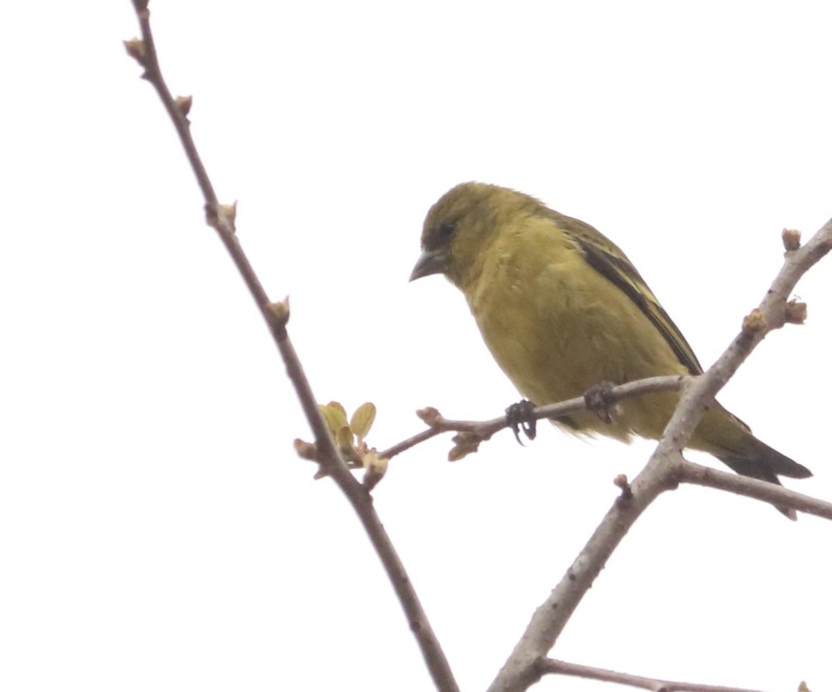 Hooded Siskin - ML641721073