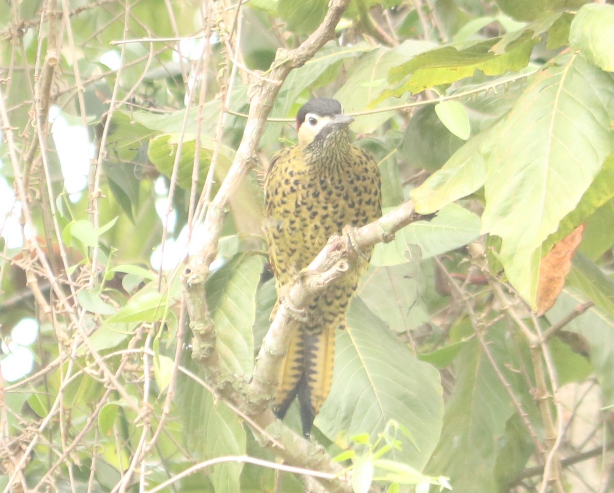 Green-barred Woodpecker - ML641721132