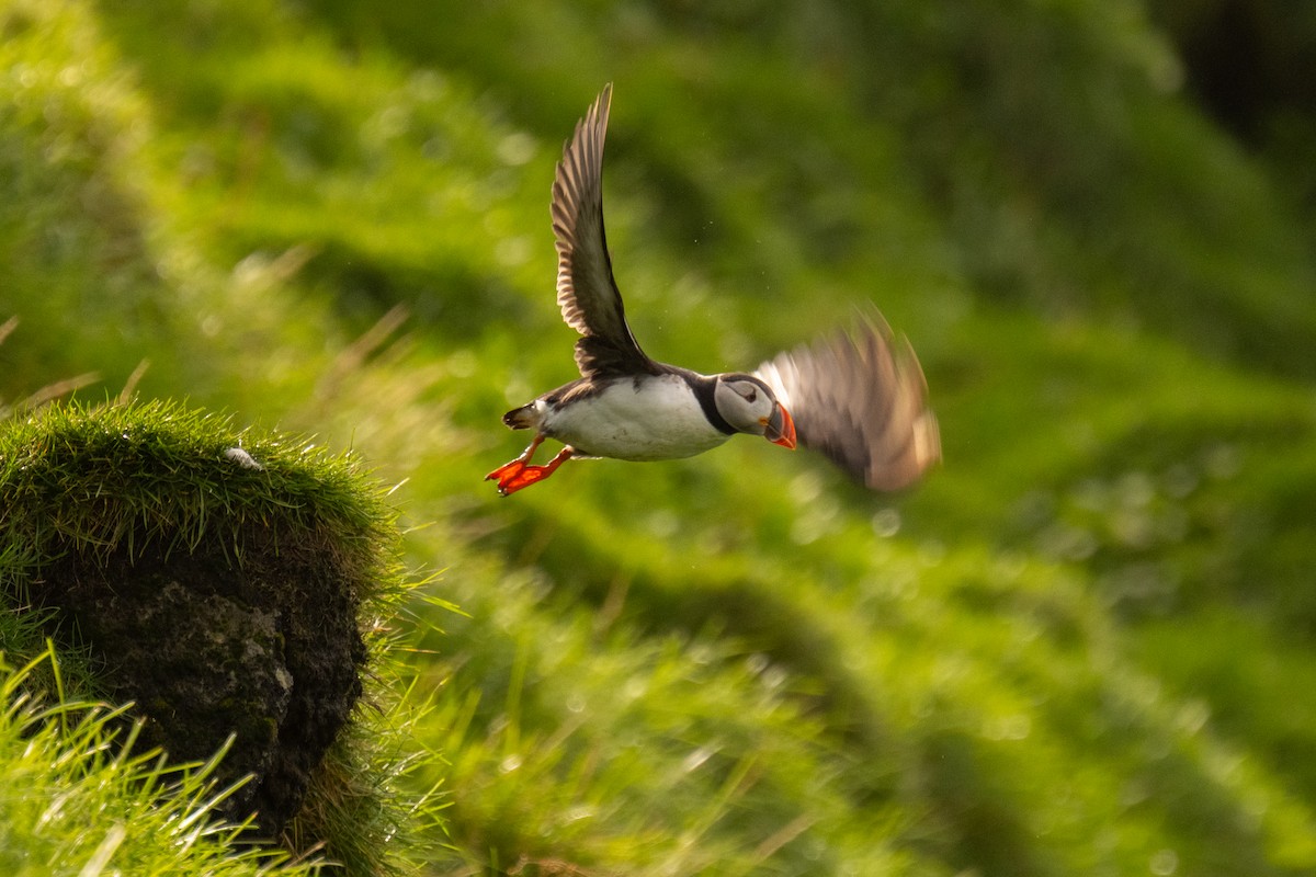 Atlantic Puffin - ML641721202
