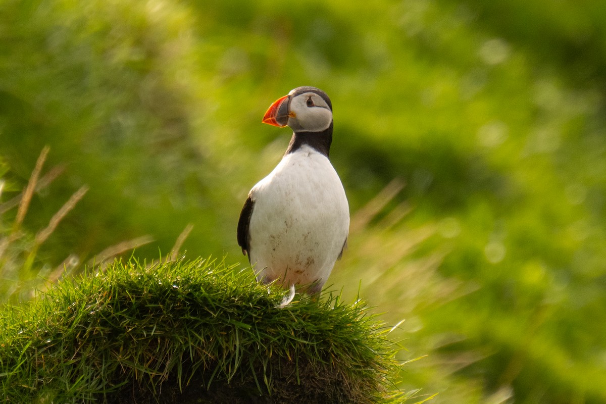 Atlantic Puffin - ML641721203