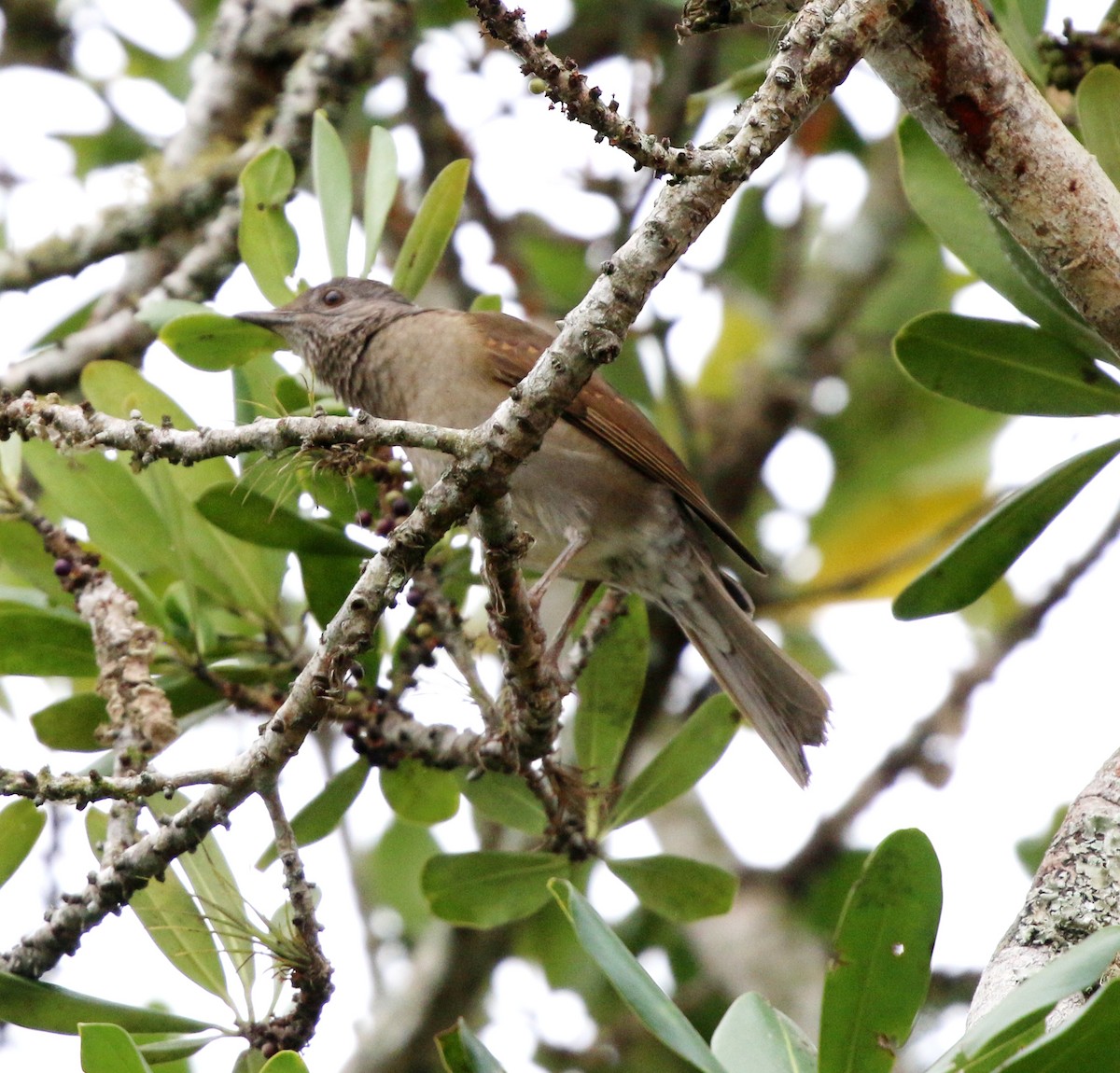 Pale-breasted Thrush - ML641721204