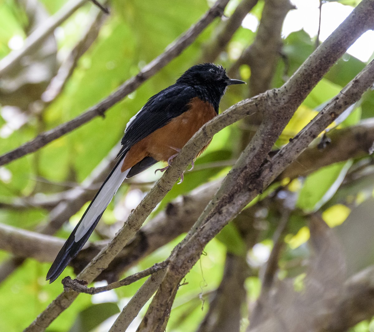 White-rumped Shama - ML641721220