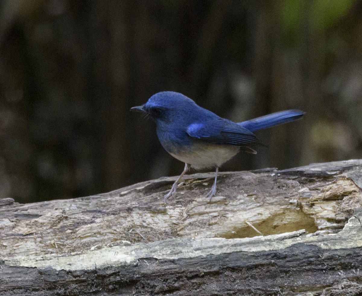 Hainan Blue Flycatcher - ML641721228