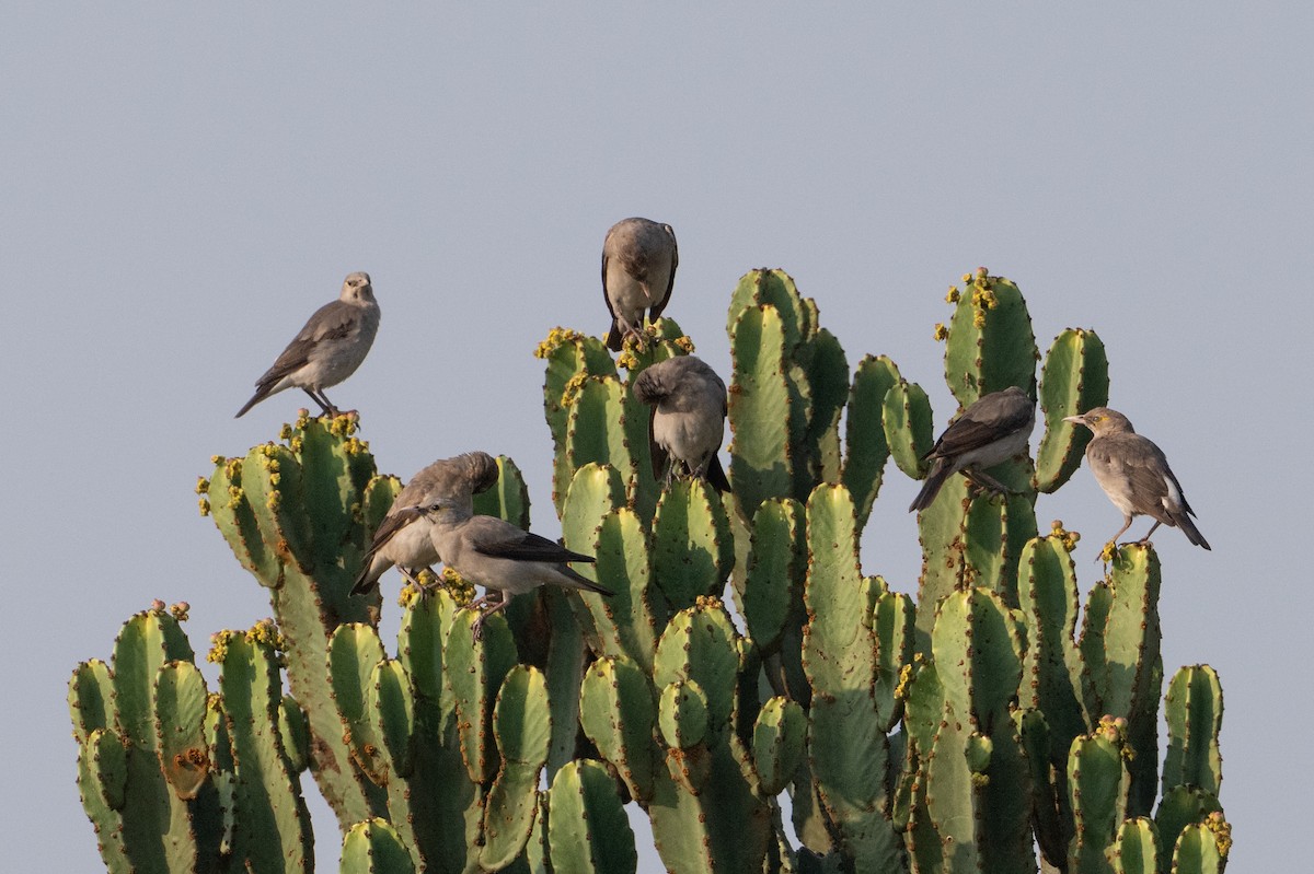 Wattled Starling - ML641721350