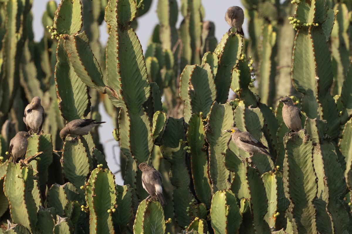 Wattled Starling - ML641721356