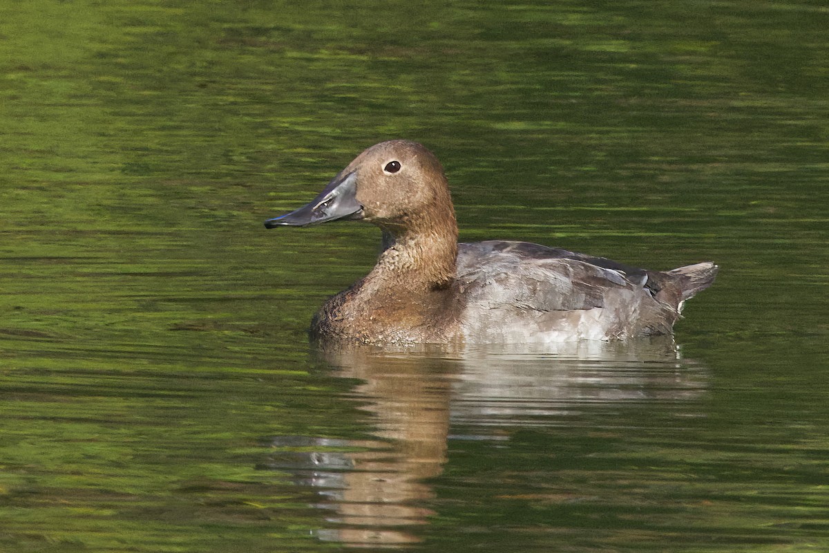 Canvasback - ML641721365