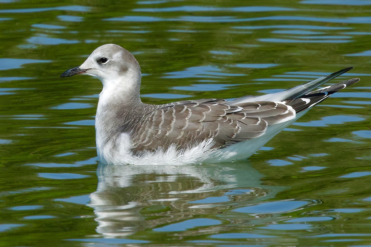 Gaviota de Sabine - ML641721384