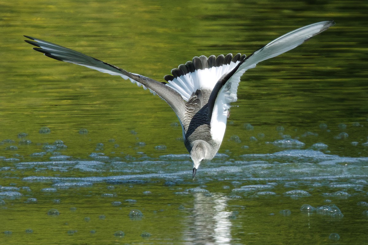 Gaviota de Sabine - ML641721385