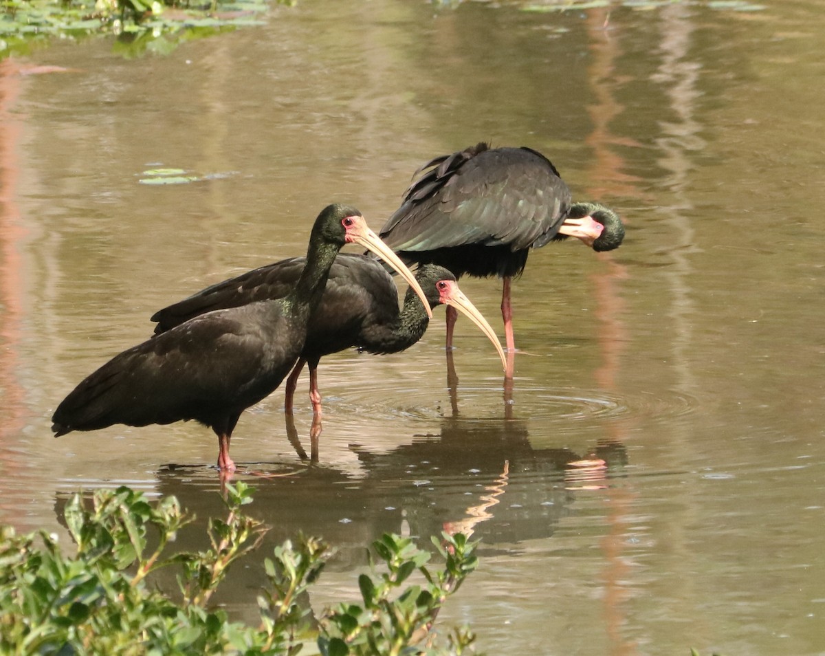Bare-faced Ibis - ML641721400