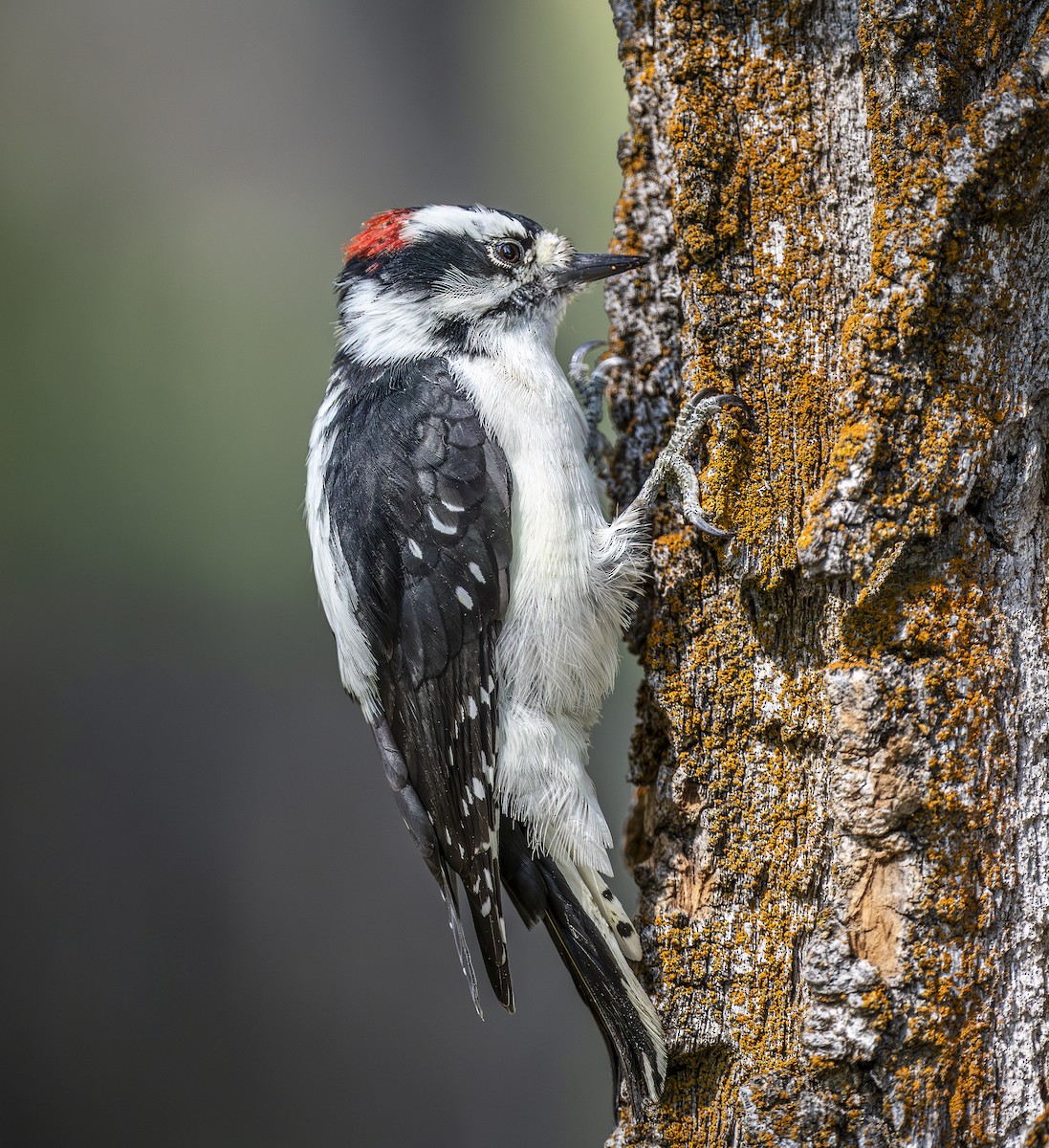 Downy Woodpecker - ML641721401